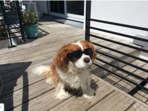 Lunette de soleil pour chien - Cavalier King Charles - Taille Unique